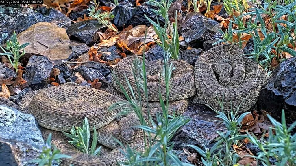 Webcam monitors hundreds of rattlesnakes at a Colorado 'mega den' for citizen science