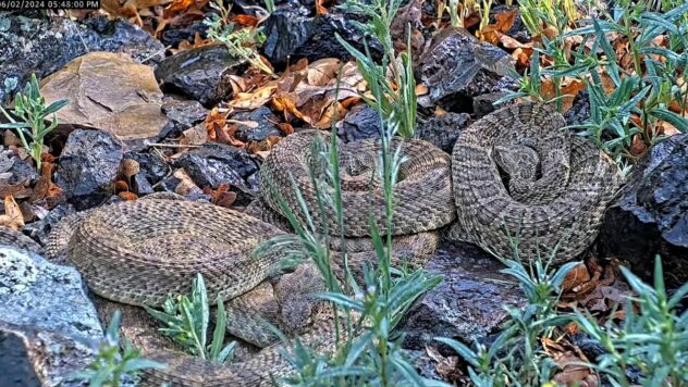 Webcam monitors hundreds of rattlesnakes at a Colorado 'mega den' for citizen science