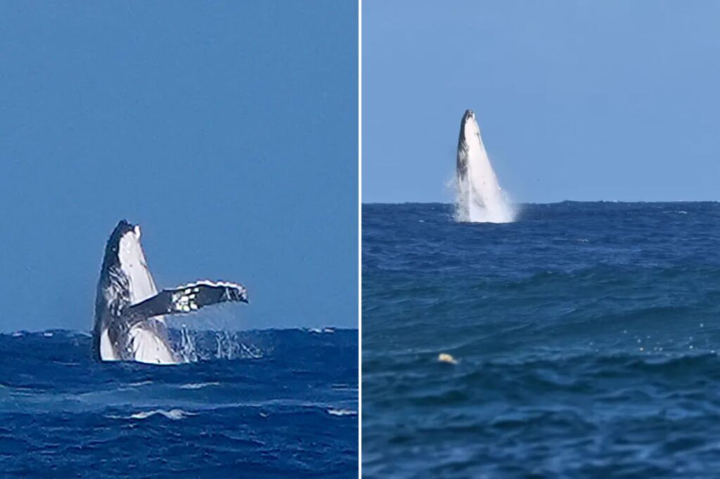 Whale makes surprise appearance at Olympic surfing competition