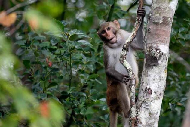 43 monkeys remain on the run from South Carolina lab. CEO thinks they're having an adventure