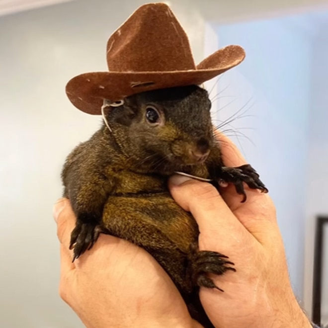 Instagram-Famous Peanut the Squirrel and Fred the Raccoon Euthanized