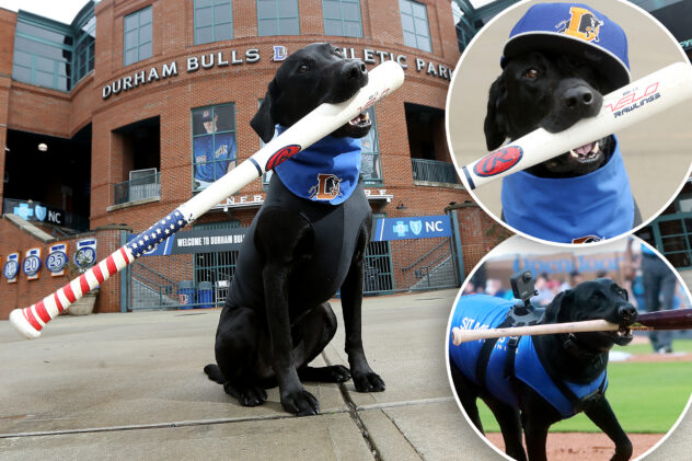 Ripken The Bat Dog, best known for fetching on-field items at North Carolina sports events, has died