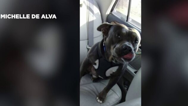 BCSO investigates fatal dog attack in northeast Bexar County