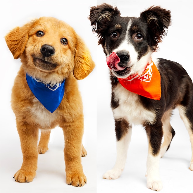 Puppy Bowl 2025: Meet the Adorable Pups Facing Off in the Competition