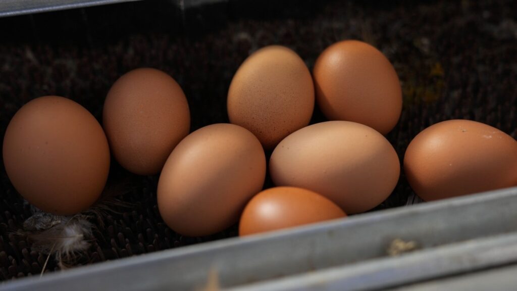 Which San Antonio restaurants have egg surcharges? Bird flu drives record-high egg prices