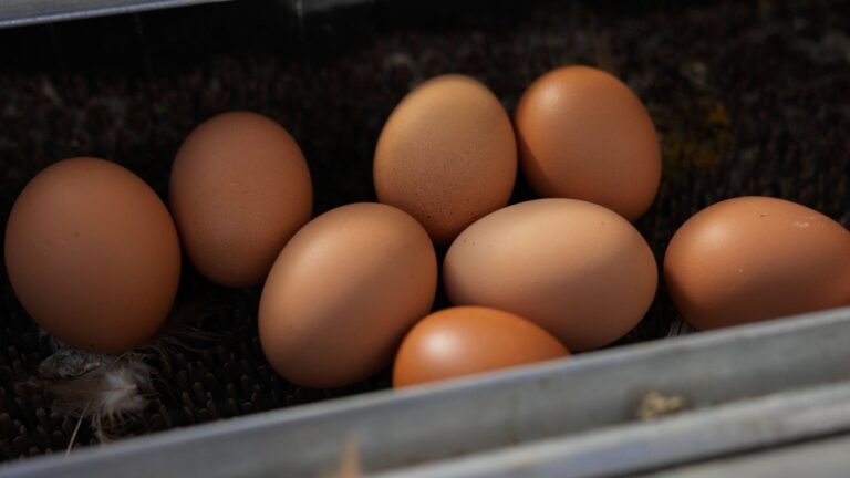 Which San Antonio restaurants have egg surcharges? Bird flu drives record-high egg prices