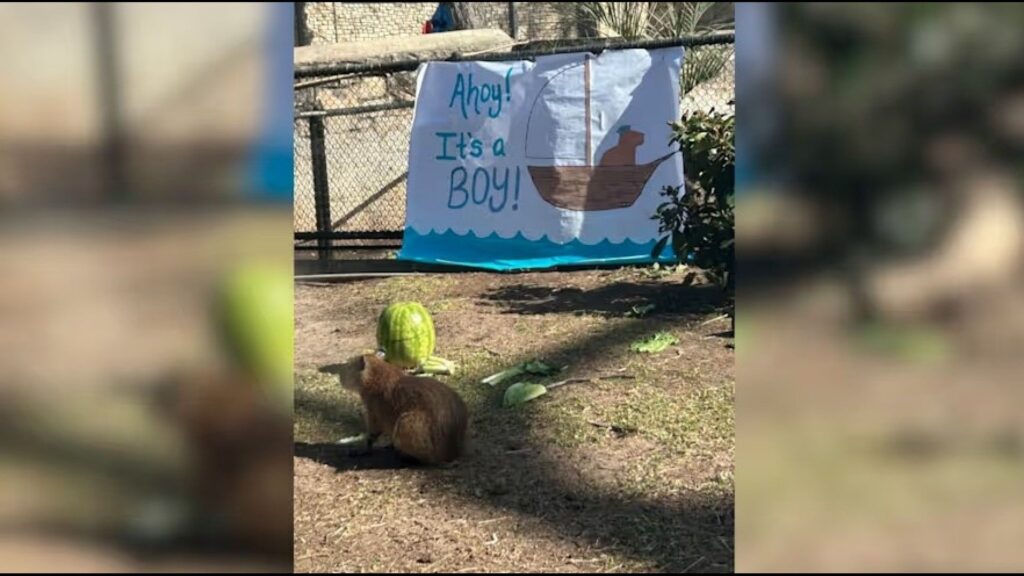 It’s a boy! San Antonio Zoo hosts gender reveal for Tupi, the baby capybara