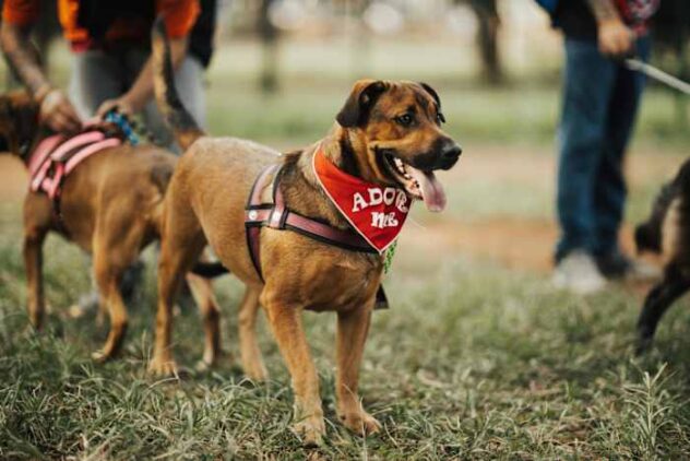 Animal Care Services to host Fiesta-themed pet adoption event this weekend