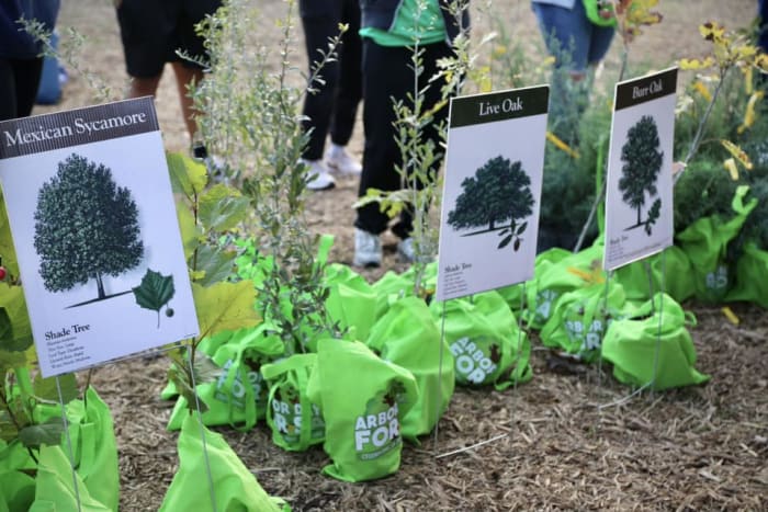 Mark your calendar: San Antonio to host 2 tree giveaways in April