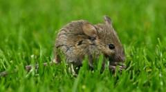 The smallest pitch invader - mouse stops MLS game