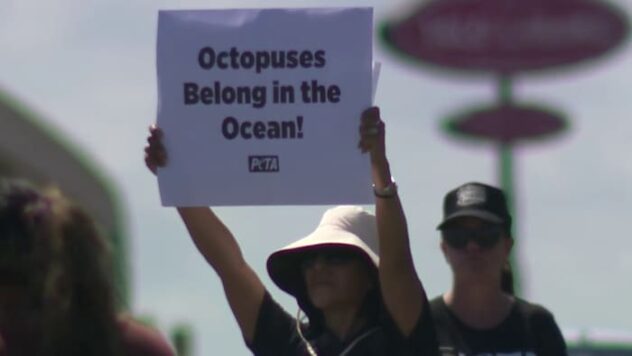 PETA protests touch tanks at San Antonio Aquarium after viral octopus encounter