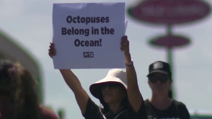 PETA protests touch tanks at San Antonio Aquarium after viral octopus encounter