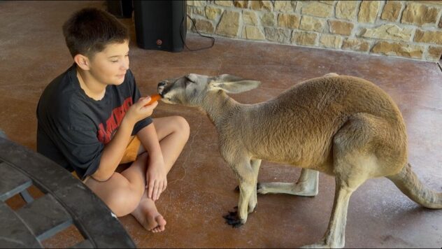 Rare illegal pet kangaroo ordered to be removed from San Antonio city limits, ACS says