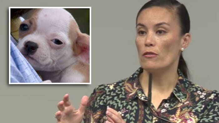 Councilmembers force vote on pet dumping fines after mayor had it delayed in policymaking power struggle