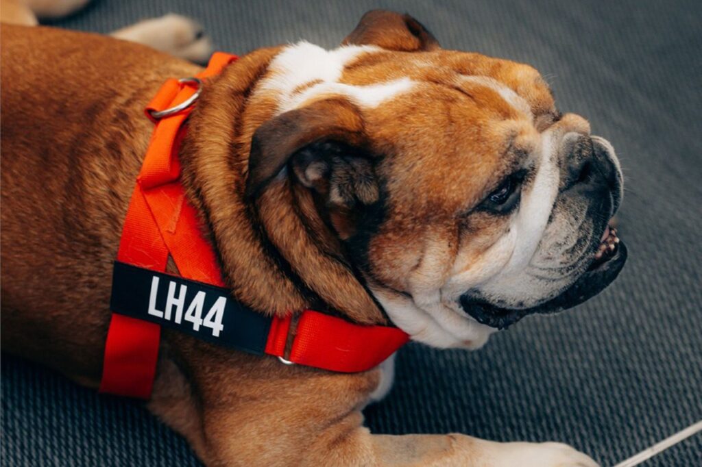 Lewis Hamilton's Roscoe: A look back at the F1 paddock bulldog's best moments