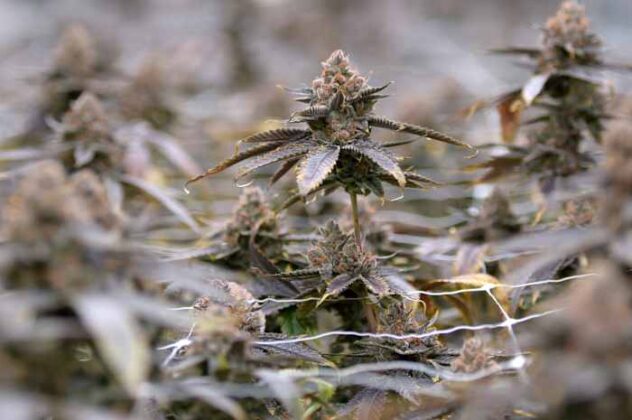 Texas lawmakers working on last-minute deal to tighten restrictions on THC products