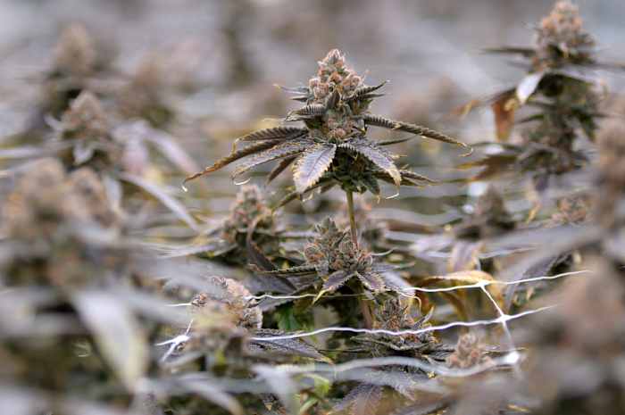 Texas lawmakers working on last-minute deal to tighten restrictions on THC products