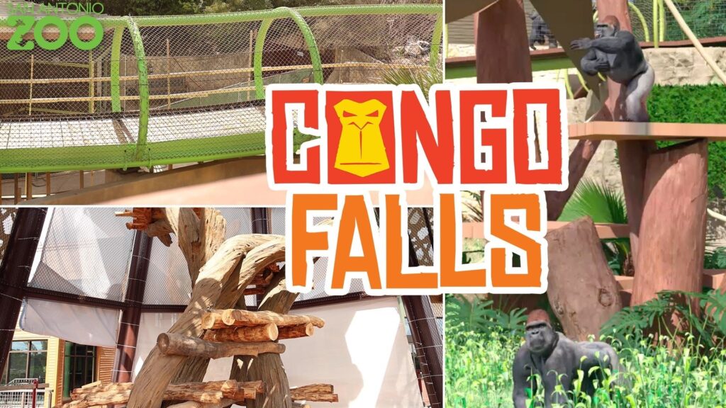 Go inside the new Congo Falls gorilla exhibit at San Antonio Zoo