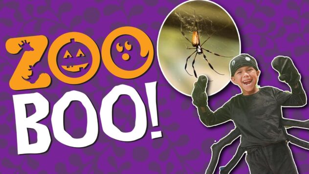 Halloween festivities return to San Antonio Zoo as part of annual ZOO BOO! celebration