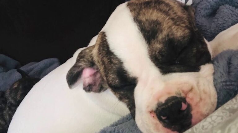 Any dog can be ‘dangerous’: Inside an ACS investigation from the pet owner’s point of view
