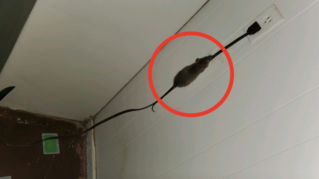 Residents describe rats, carbon monoxide, no AC at Universal City apartment complex prior to fire