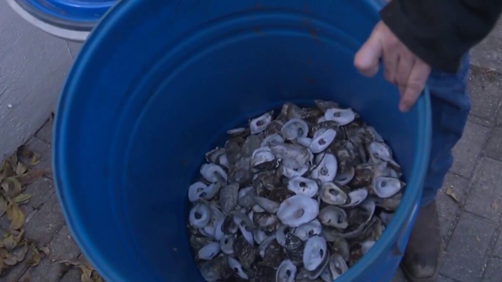 San Antonio restaurant joins oyster shell recycling initiative to restore Texas reefs