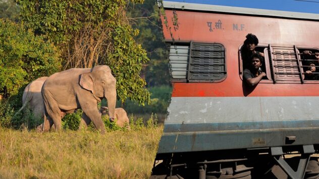 Several elephants killed in train crash after impact causes multiple coaches to derail