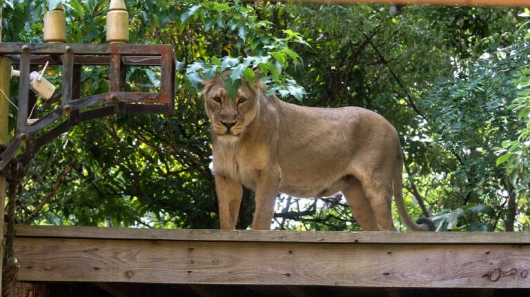 Teen with dreams of lion taming mauled to death after climbing into enclosure at zoo