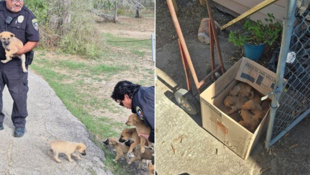 ‘A heartbreaking trend’: Animal Care Services finds 20 abandoned puppies in 1 week