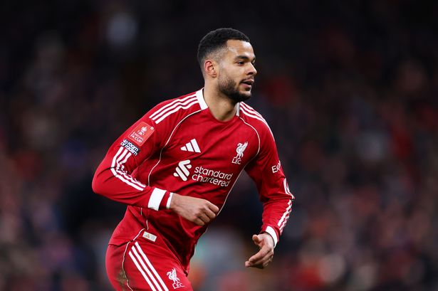 Cody Gakpo urged to consider quitting Liverpool and look for new challenge