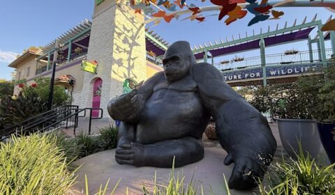 San Antonio Zoo to offer $8 admission on Saturday for Locals Day