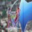 AD FEATURE: Chelsea Champions League round of 16 preview - odds, prediction and route to the final