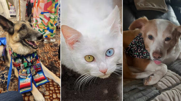 KSAT Connect: Viewers share photos of adorable pets for National Pet Day