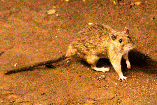 A suspected hantavirus outbreak on a cruise ship in the Atlantic Ocean kills 3 people, WHO says