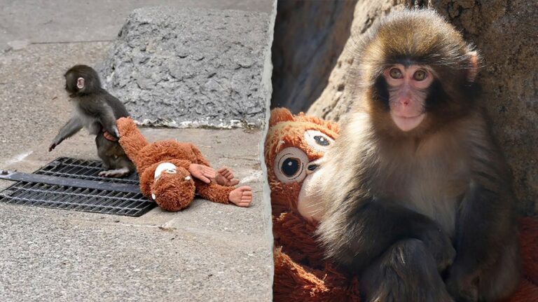 American tourists arrested in Japan after alleged break-in at viral monkey Punch's enclosure