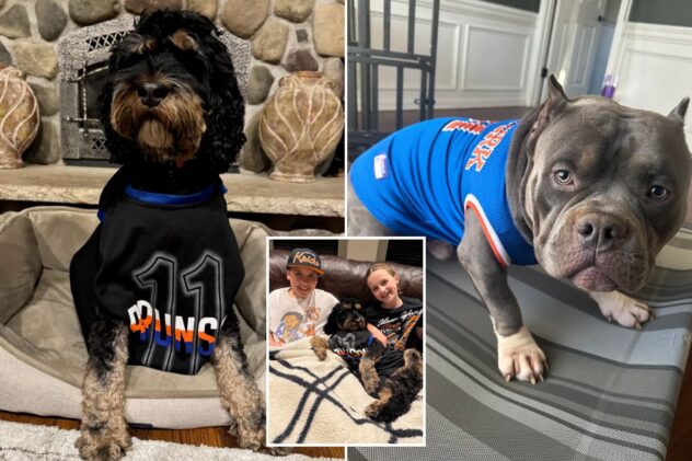 Dogs named Brunson are ready to watch the Eastern Conference finals with their Knicks superfan families