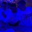 Pep Guardiola's daughter gives never-before-seen insight into departing Man City boss behind the scenes - from swigging vodka in a nightclub to chanting in his office with Jack Grealish