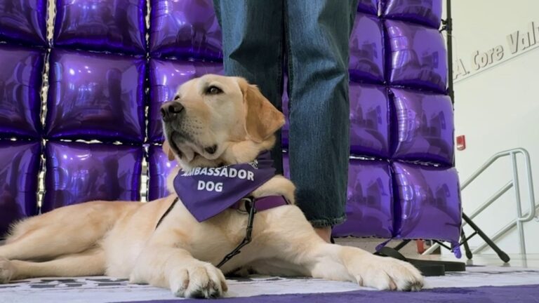 San Antonio nonprofit graduates 3 service dogs for veteran care