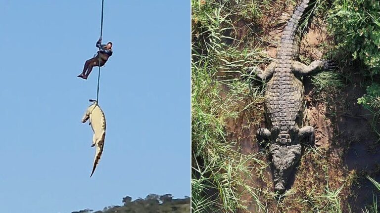 South African police airlift massive crocodile suspected of eating missing local