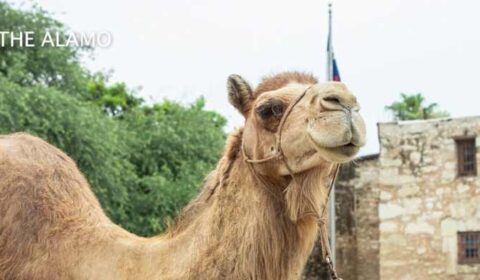 Camels return to the Alamo for early World Camel Day celebration