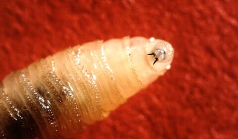 New World Screwworm detected in cow in northwest Medina County