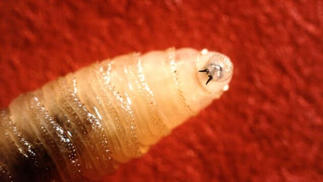 New World Screwworm detected in cow in northwest Medina County