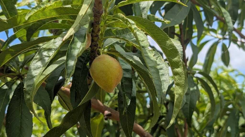 No peaches to pick: Fredericksburg orchard takes major hit after unusual weather swings