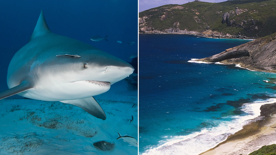 Spearfisherman killed by suspected 15-foot shark after third fatal attack in less than a month