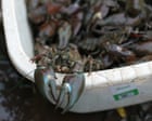 Use crayfish to keep Hampstead Heath swimmers at bay | Brief letters