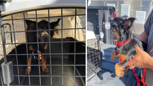 Woman accused of taping dog’s mouth shut arrested for animal cruelty, BCSO says