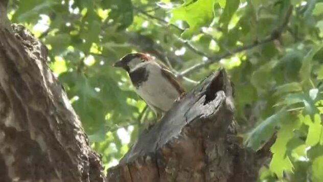 A bird nest, a city fine and a federal law: San Antonio homeowner caught in the middle