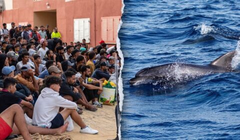 Migrants spark outrage after video shows baby dolphin beaten during beach celebration