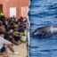 Migrants spark outrage after video shows baby dolphin beaten during beach celebration